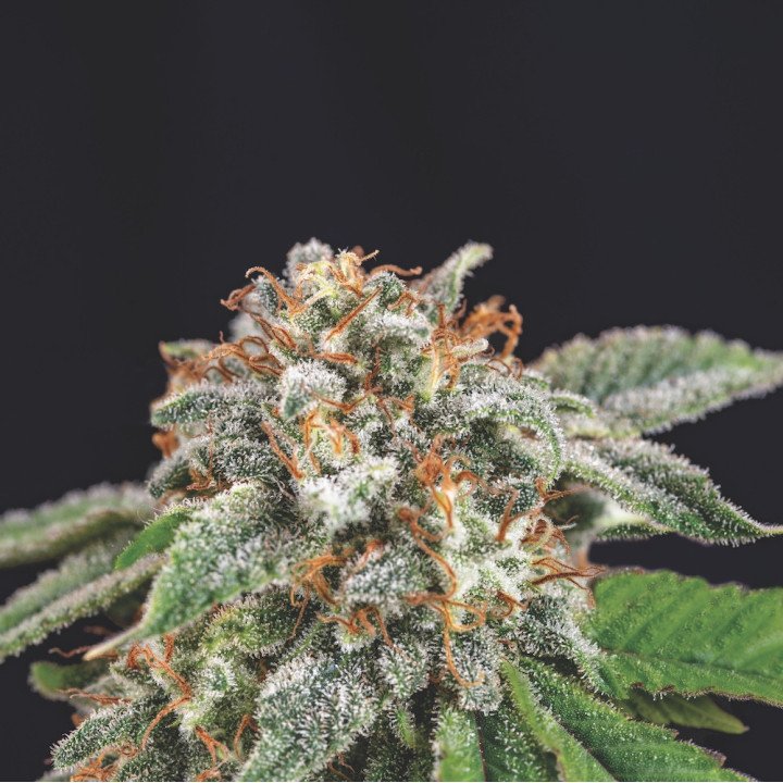Galaxy x Runtz Pyramid Seeds – híbrido GOLD Line com buds densos, resinados e perfil doce-terroso frutado