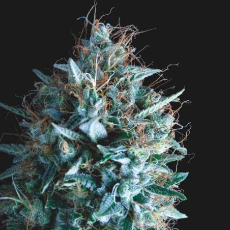 Semente Tutankhamon x Runtz feminizada - AK-47 × Runtz, 27% de THC | Pyramid Seeds Brasil