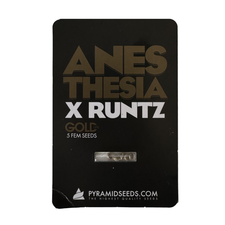 Anesthesia × Runtz Pyramid Seeds – híbrido Gold Line com buds densos, resinosos e terpenos doces-cremosos