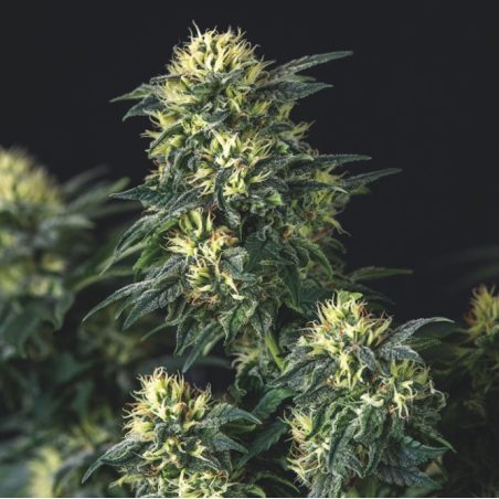 Semente Anesthesia x Runtz feminizada - Afghani × Skunk × Runtz, 27% de THC | Pyramid Seeds Brasil