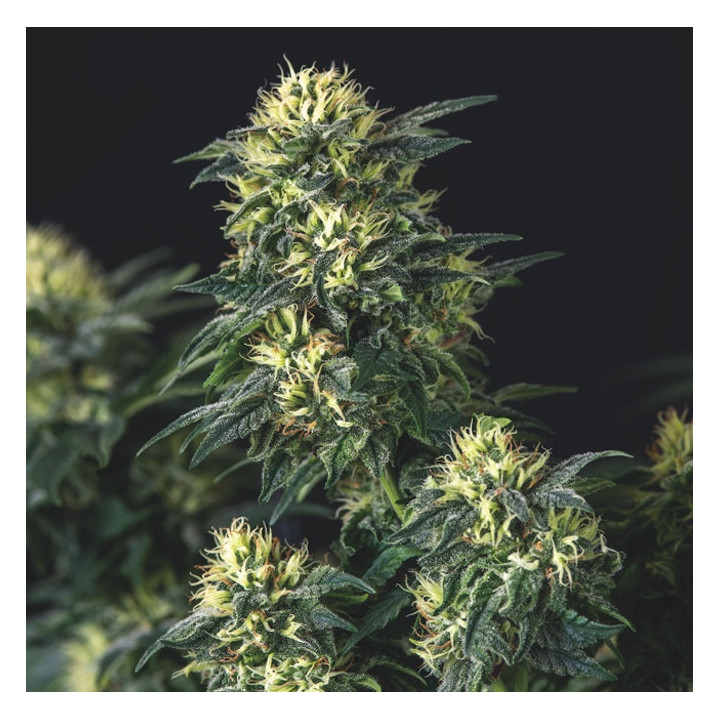 Anesthesia × Runtz Pyramid Seeds – híbrido Gold Line com buds densos, resinosos e terpenos doces-cremosos