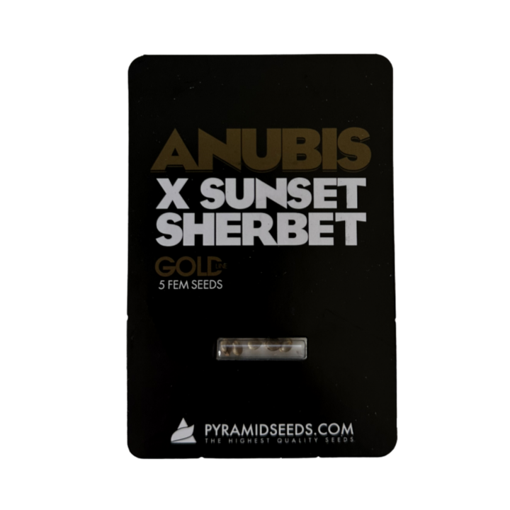 Anubis × Sunset Sherbet Pyramid Seeds – híbrido Gold Line com buds densos, resinosos e terpenos doces-frutados cremosos