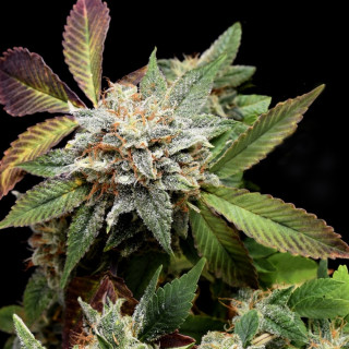 Anubis × Sunset Sherbet Pyramid Seeds – híbrido Gold Line com buds densos, resinosos e terpenos doces-frutados cremosos