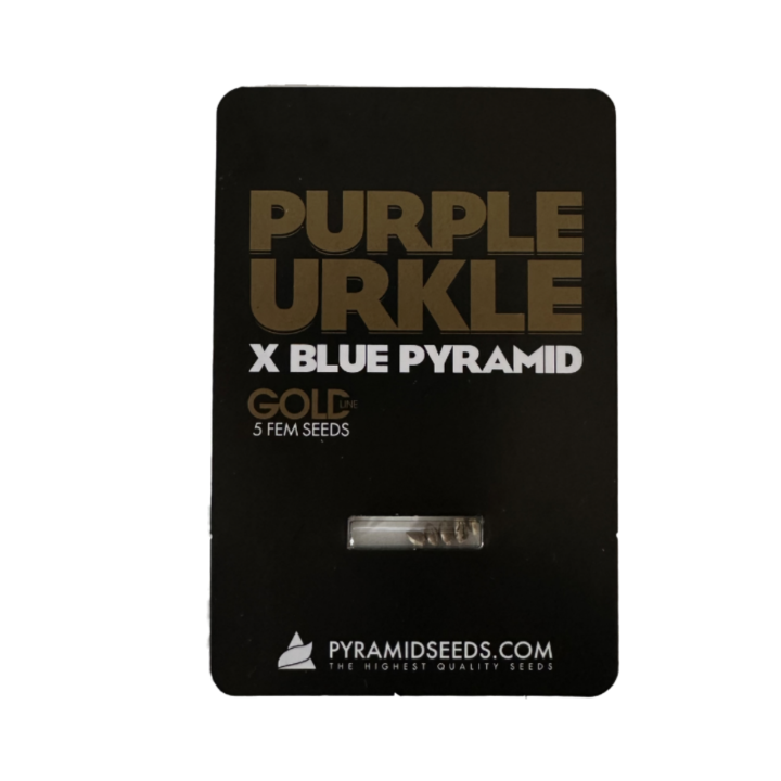 Purple Urkle × Blue Pyramid Pyramid Seeds – buds roxos e azulados, resinosos, híbrido Gold Line premium