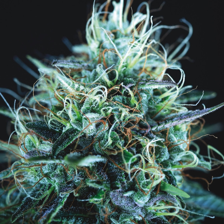 Purple Urkle × Blue Pyramid Pyramid Seeds – buds roxos e azulados, resinosos, híbrido Gold Line premium