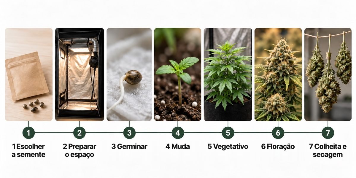 Como plantar maconha em 7 passos: infográfico da semente, preparo do espaço, germinação, muda, vegetativo, floração até a colheita e secagem | Pyramid Seeds Brasil