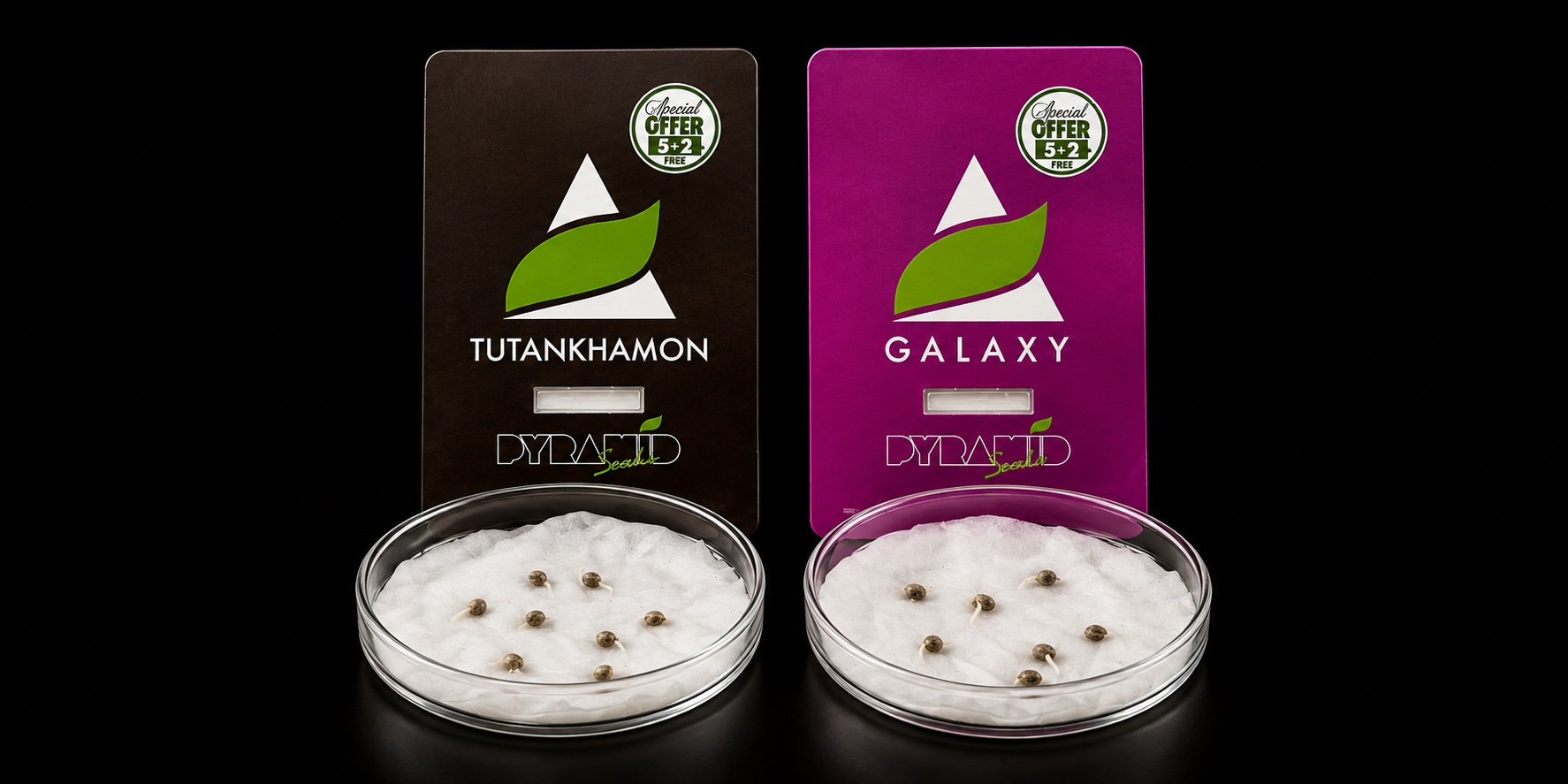 Sementes de Tutankhamon e Galaxy germinadas em placas de Petri, com a raiz branca visível