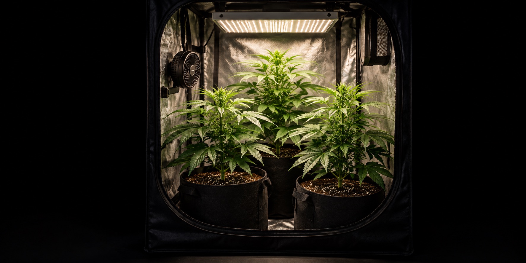 Pé de maconha: três plantas em vasos de tecido dentro de uma growbox com luz LED | Pyramid Seeds Brasil