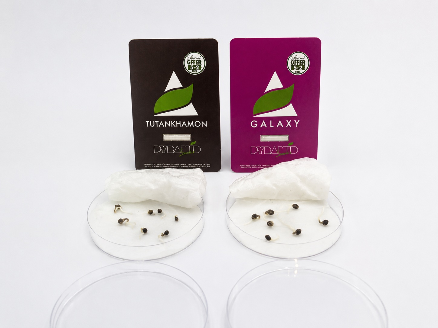 Sementes de maconha germinadas na placa de Petri, com o guardanapo dobrado para trás e as raízes brancas à vista