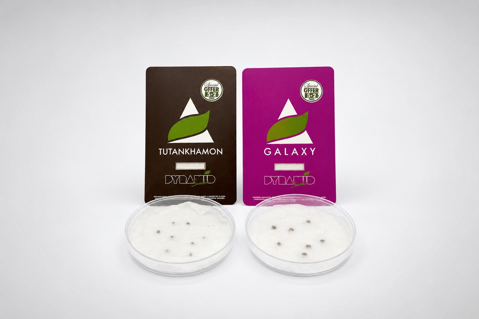 Sementes de maconha espaçadas e cobertas por guardanapo úmido dentro de placas de Petri